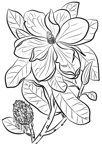 Southern Magnolia Or Bull Bay Coloring Page